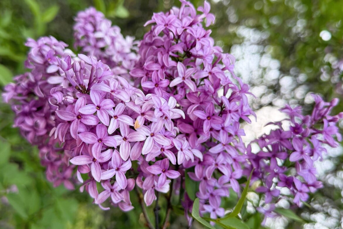 Lilacs in trouble? Fungal disease returns to Minnesota gardens – Alexandria Echo Press Lilacs in trouble? Fungal disease returns to Minnesota gardens - Alexandria Echo Press