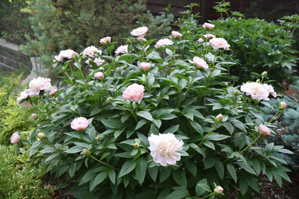 Ask the Master Gardener: Be careful when moving and replanting peonies – Brainerd Dispatch Ask the Master Gardener: Be careful when moving and replanting peonies - Brainerd Dispatch
