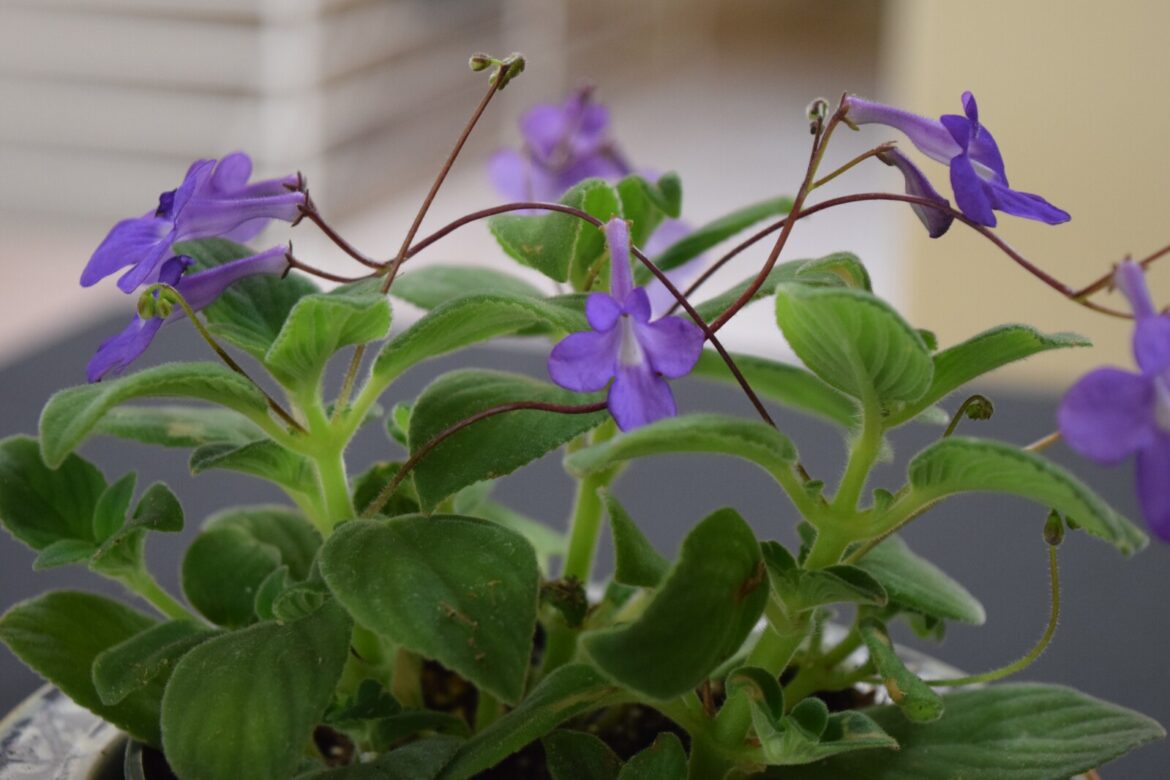 Ask the Master Gardener: From Kalanchoes to hydrangeas, a mixed bag of garden questions finds answers – Brainerd Dispatch Ask the Master Gardener: From Kalanchoes to hydrangeas, a mixed bag of garden questions finds answers - Brainerd Dispatch