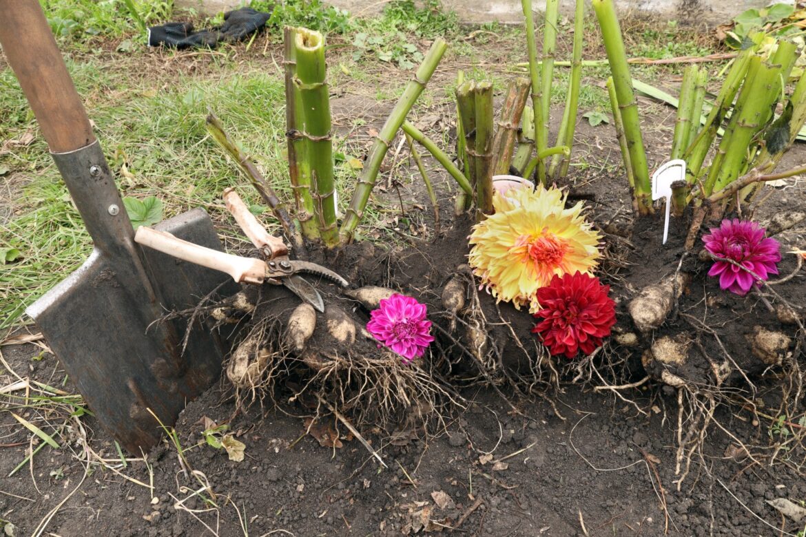 Master Gardener Sue Morris: Dig dahlias a week after a killing frost – West Central Tribune Master Gardener Sue Morris: Dig dahlias a week after a killing frost - West Central Tribune