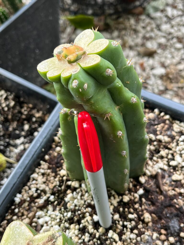 Teeny slab grafts of Dr. Funk