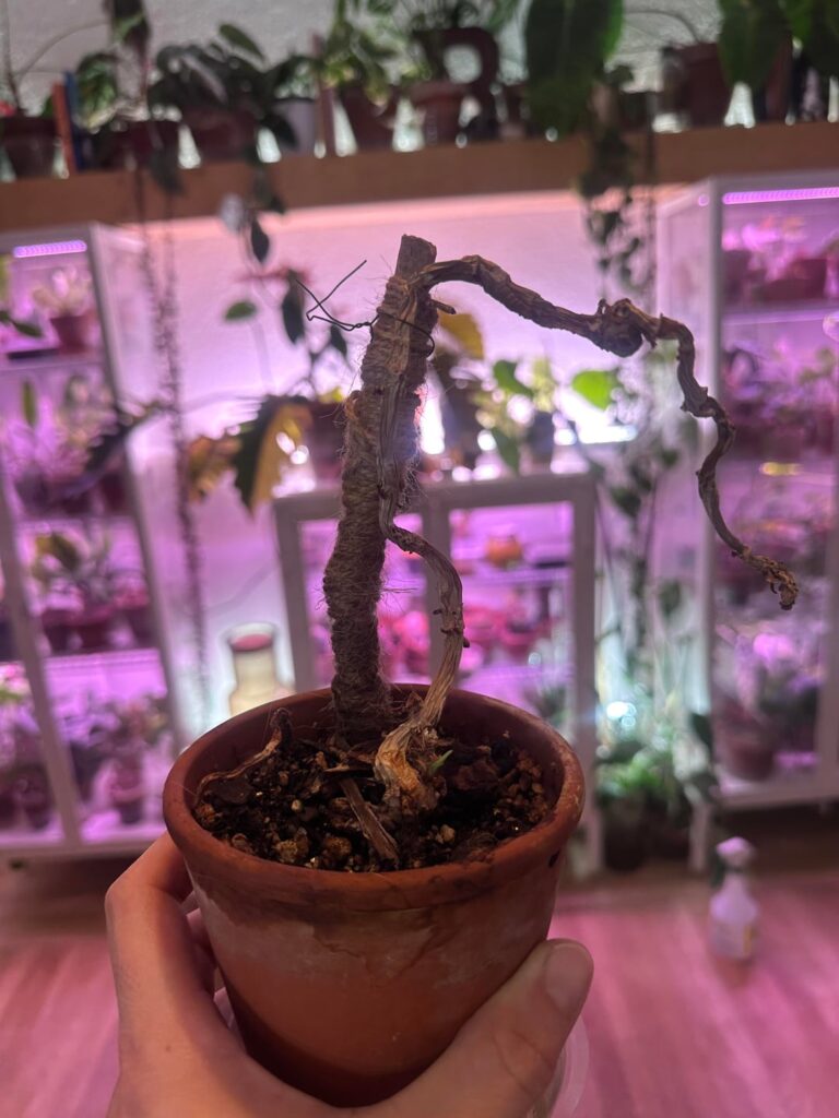 This is why I water evidently dead plants 🤣