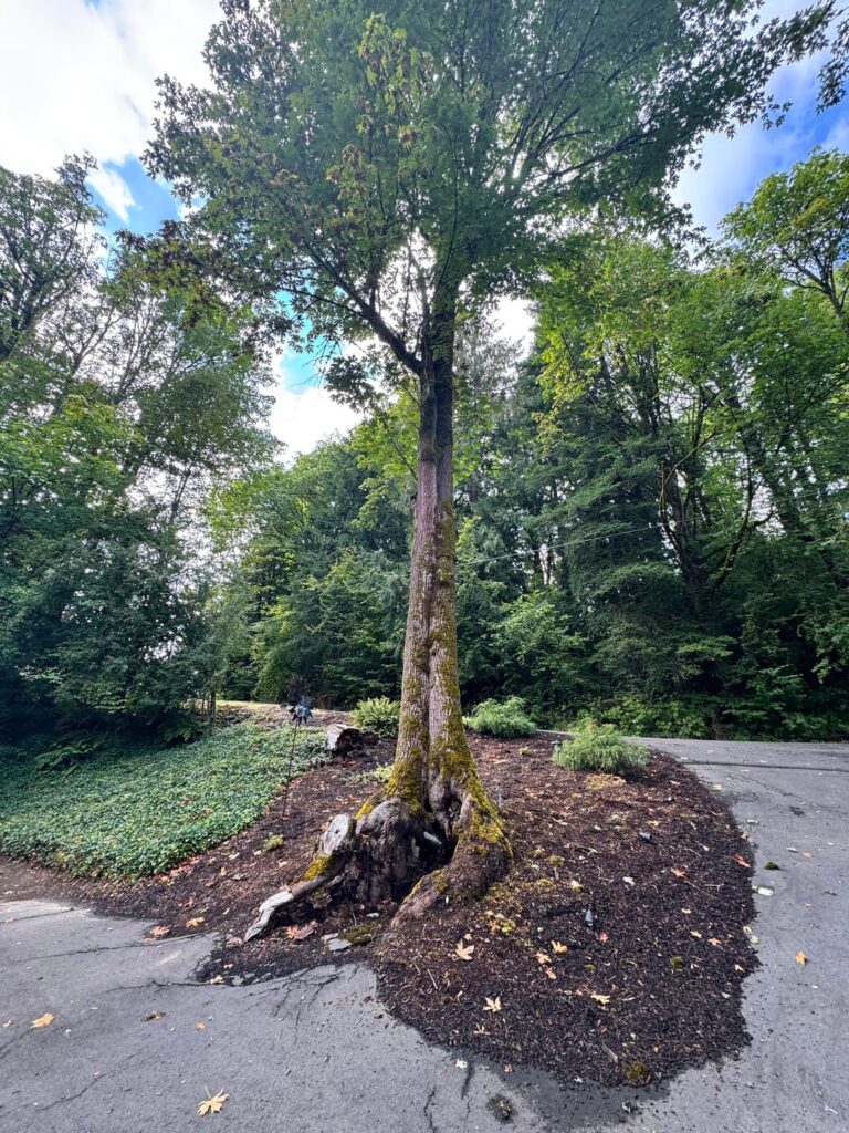 Should I have this tree looked at? Should I have this tree looked at?
