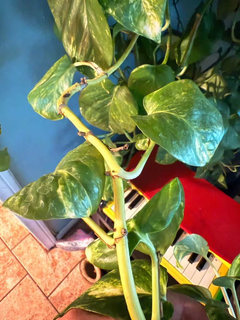 Is it possible to propagate this yellow pothos vine? Or does a yellow vine mean it's dying?
