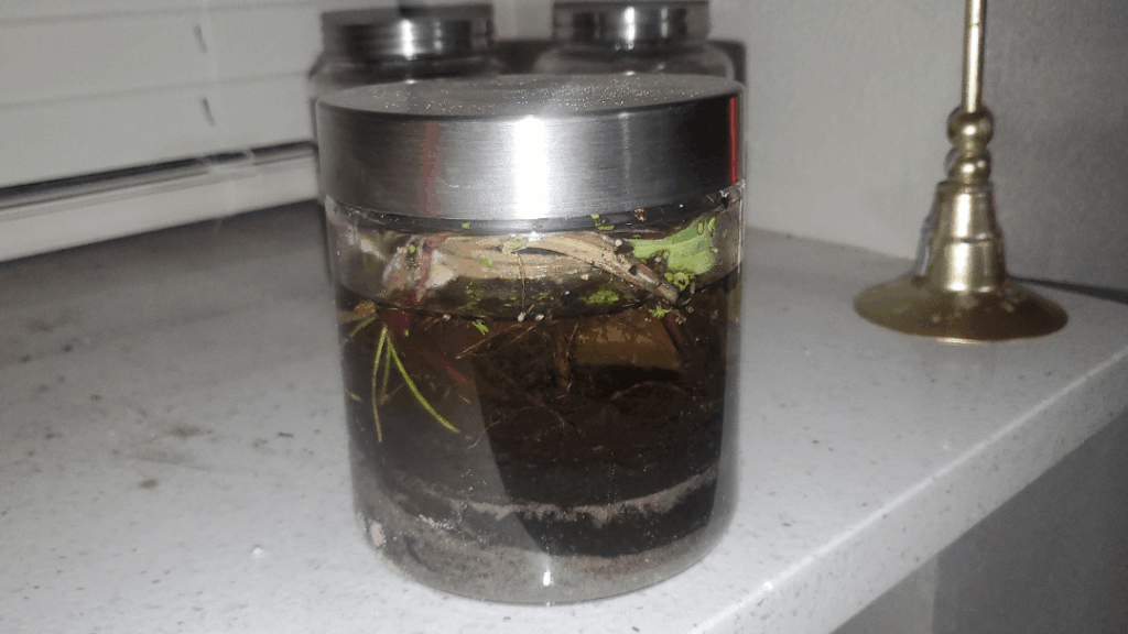 What are yall using to capture close HD footage of life inside your enclosures?