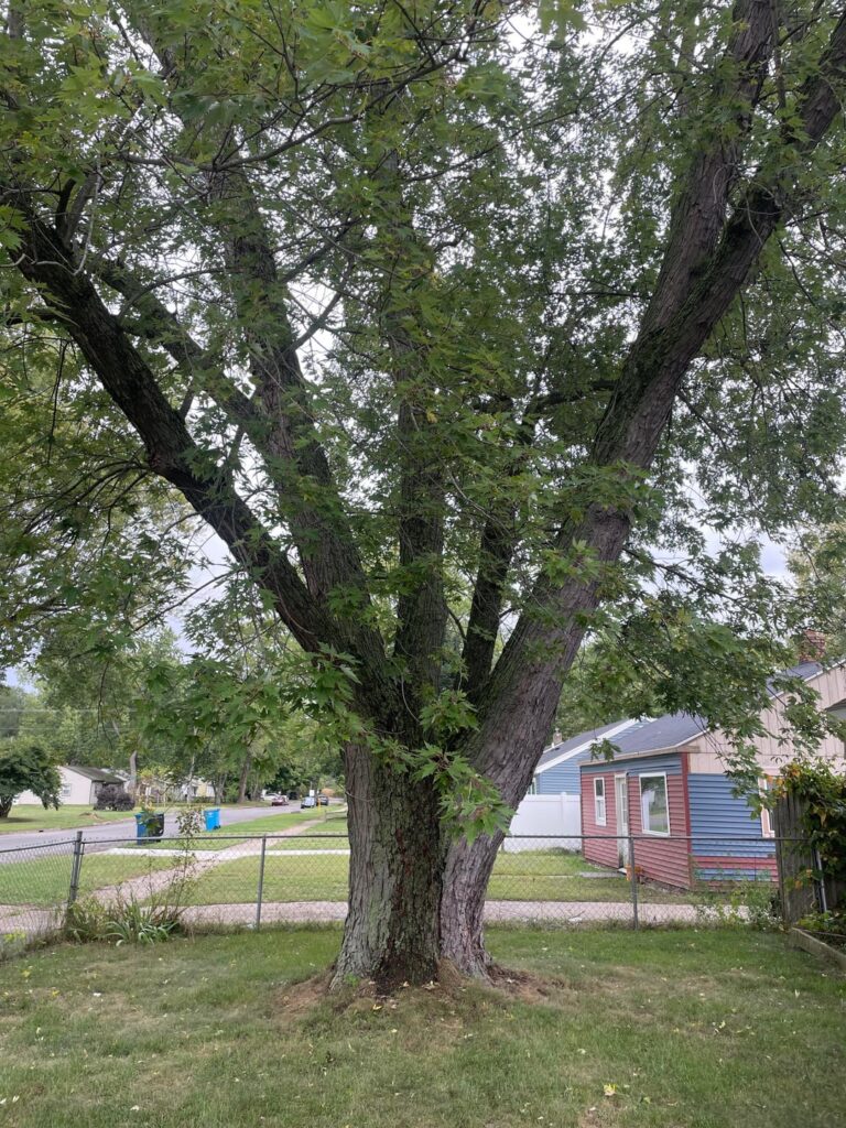 Is this Silver Maple at Risk of splitting and falling?
