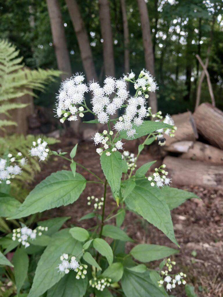 White Snakeroot