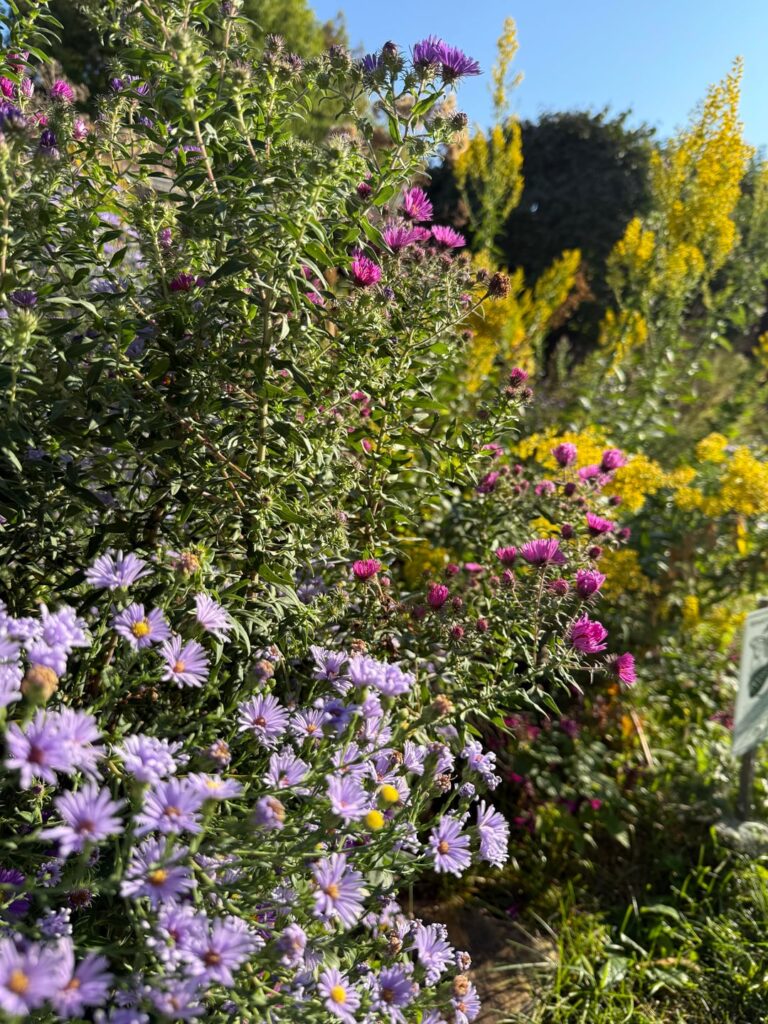 The late summer buzz