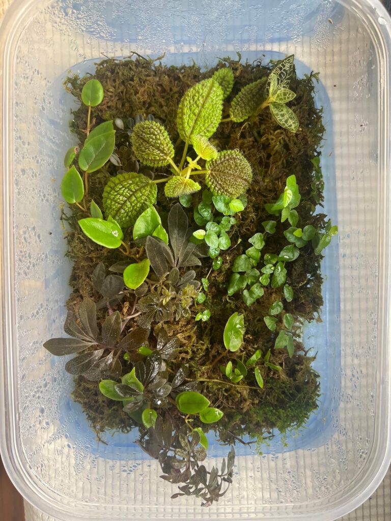 Two of my propagation tubs