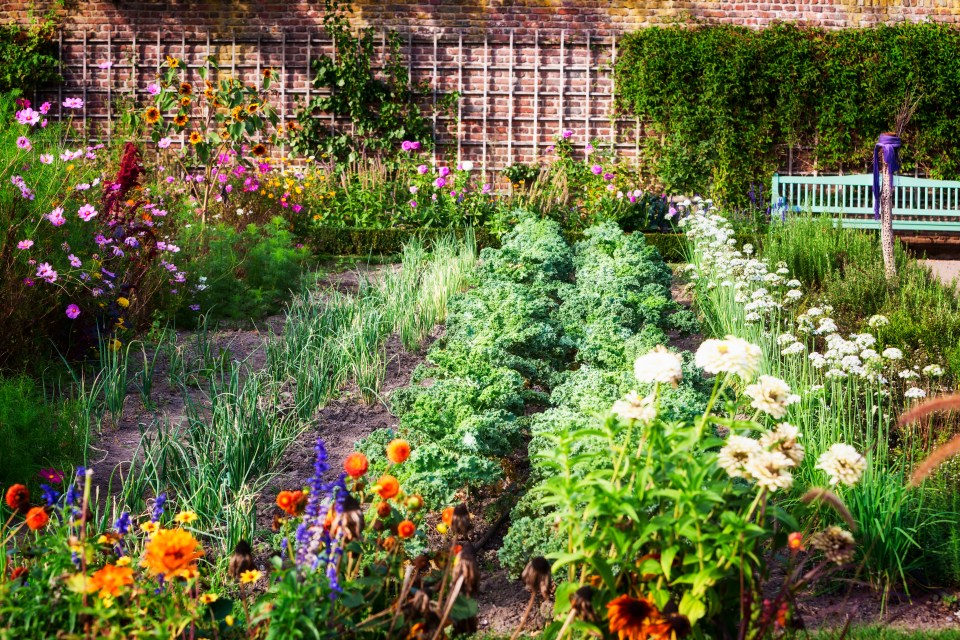 Rows of green vegetables, herbs, and flowers in a late summer garden with a brick wall and a light blue bench in the background.