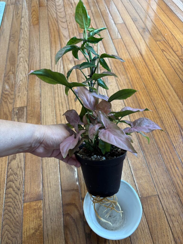 Pink Splash needs repotting after just 3 months? Pink Splash needs repotting after just 3 months?