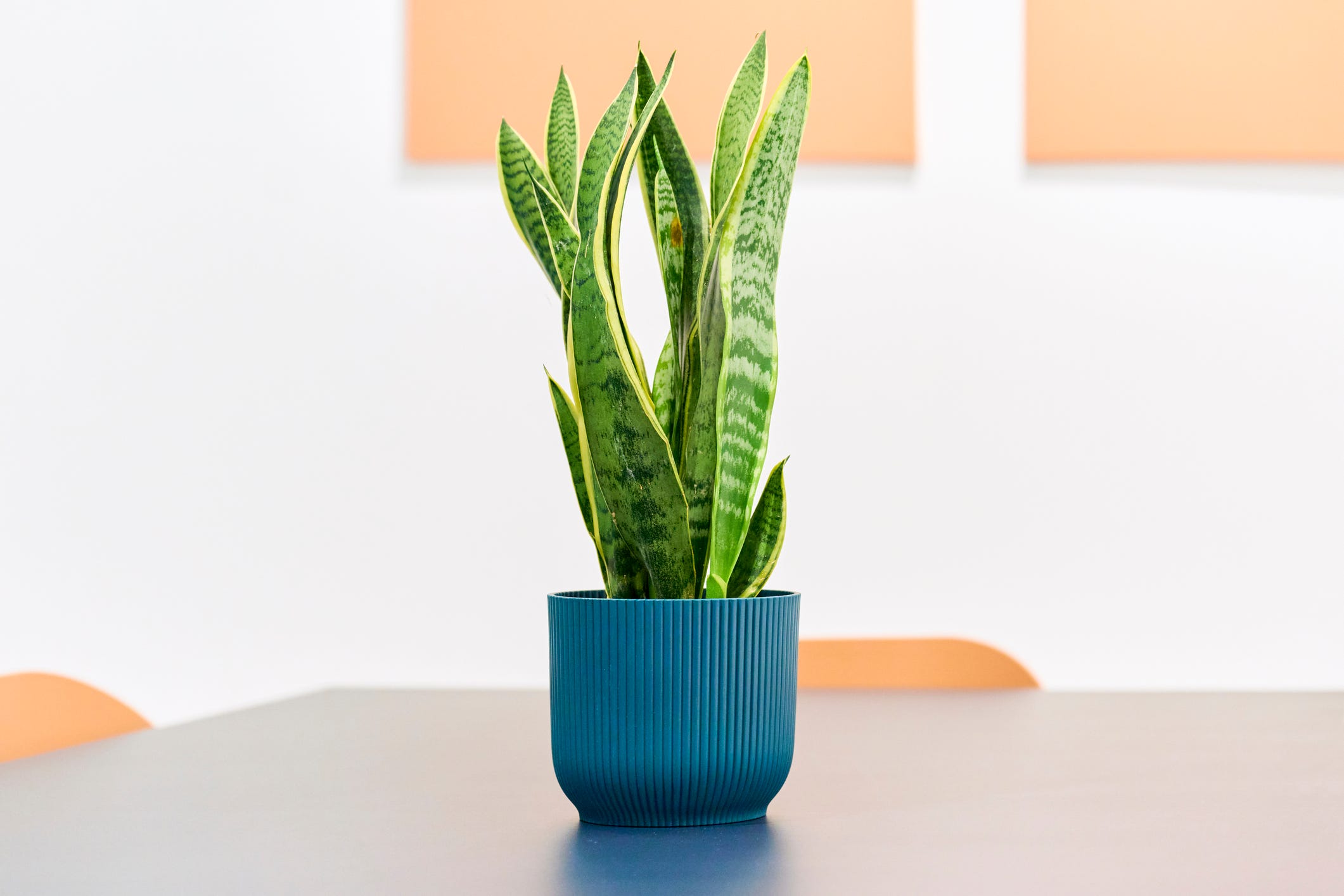 a vibrant green potted plant blooms inside, bringing a burst of life to the room