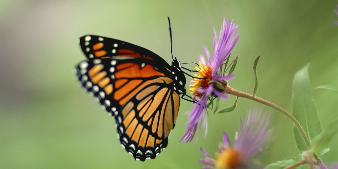 How to Grow for New England Asters