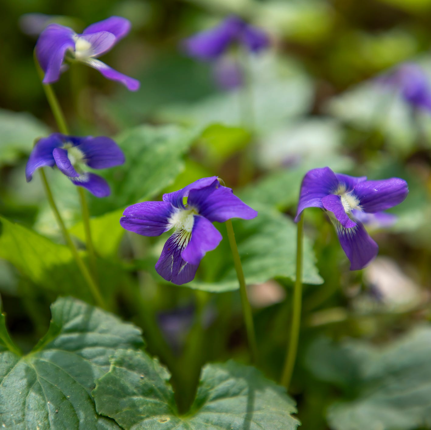 a cluster of purple violets with green leaves