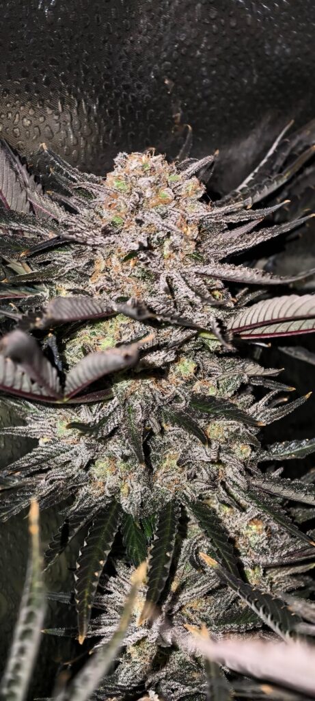 Bubba Kush Recirculating, Final week