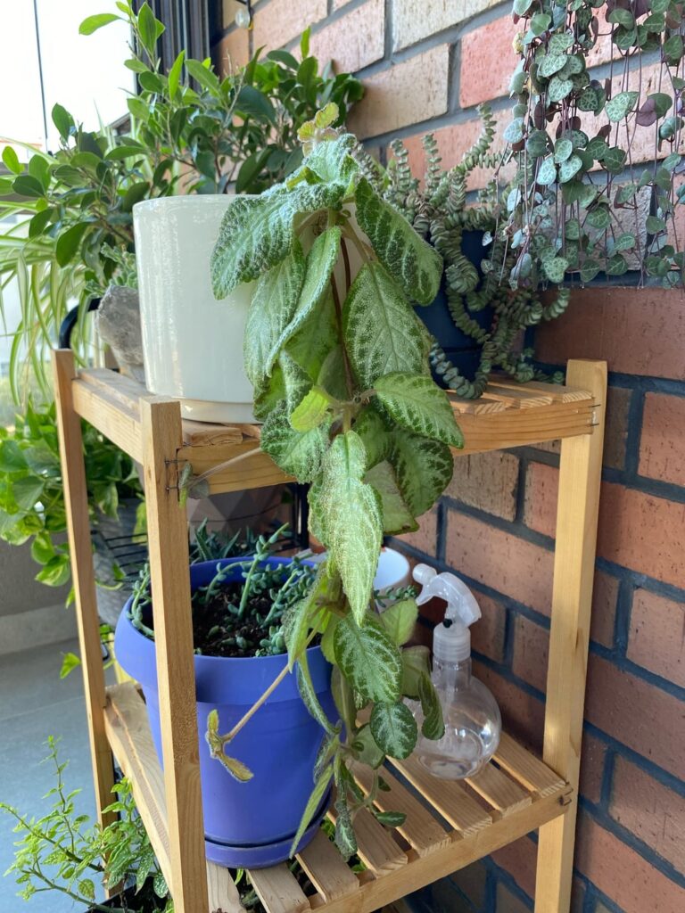 How to save a sad-looking African Violet? How to save a sad-looking African Violet?