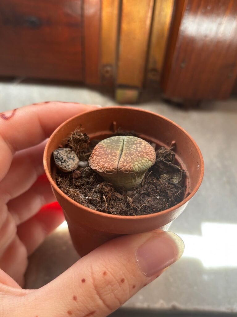 new lithops not looking so good