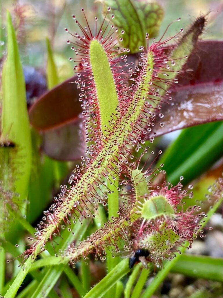 My little bog has been enjoying the rain