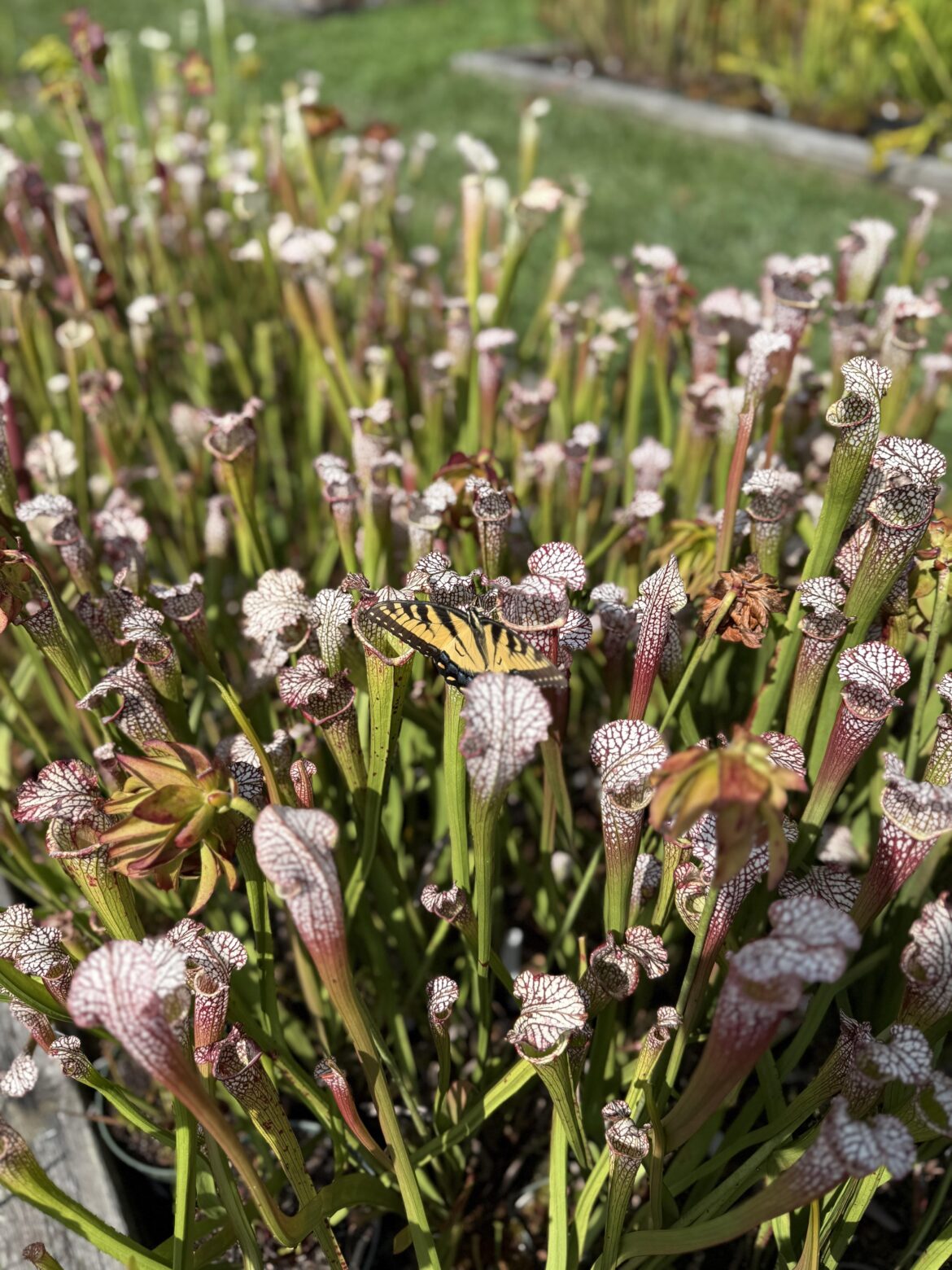 S. leucophylla ‘Tarnok’ and a friend