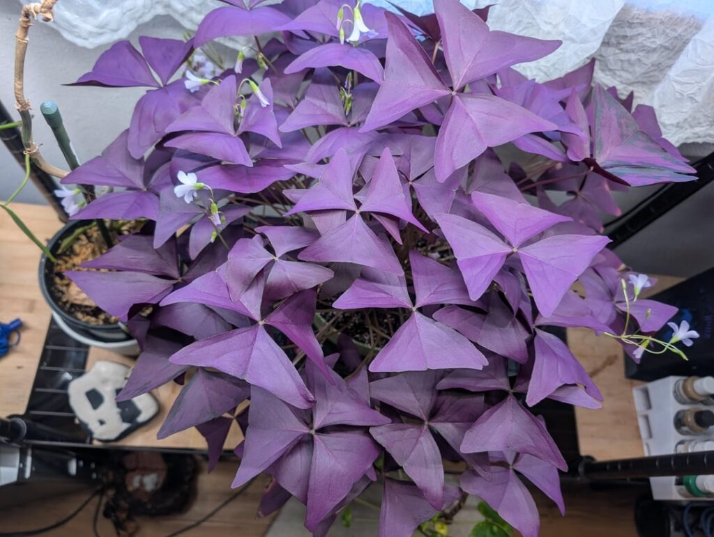 My Oxalis Triangularis