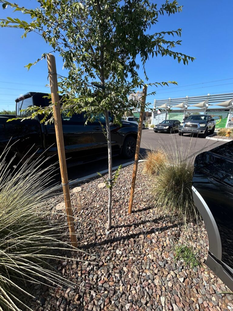 Why is this common practice in AZ?