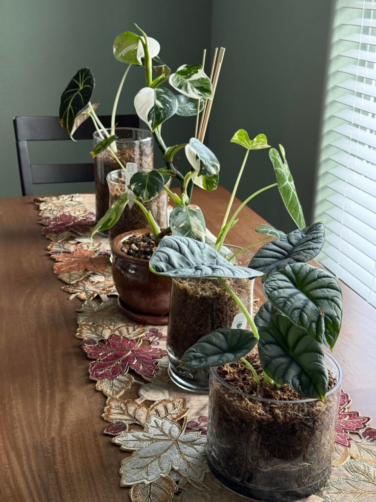 Pretty proud of these