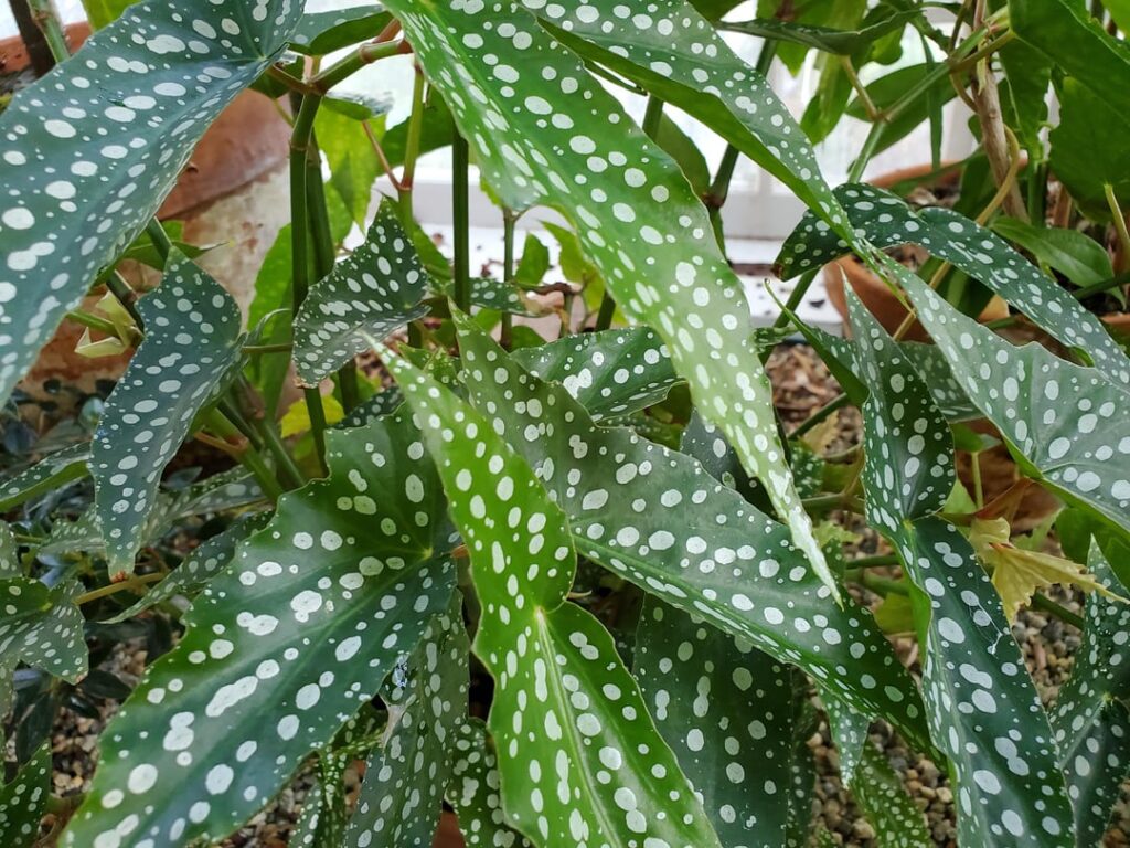 Begonia 'My Special Angel' university specimen