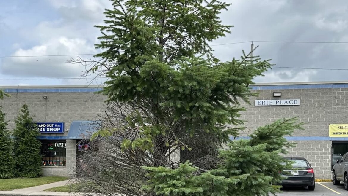 Gardener issues PSA after spotting disastrous landscaping trend: ‘I can’t understand why’ "Major pet peeve."