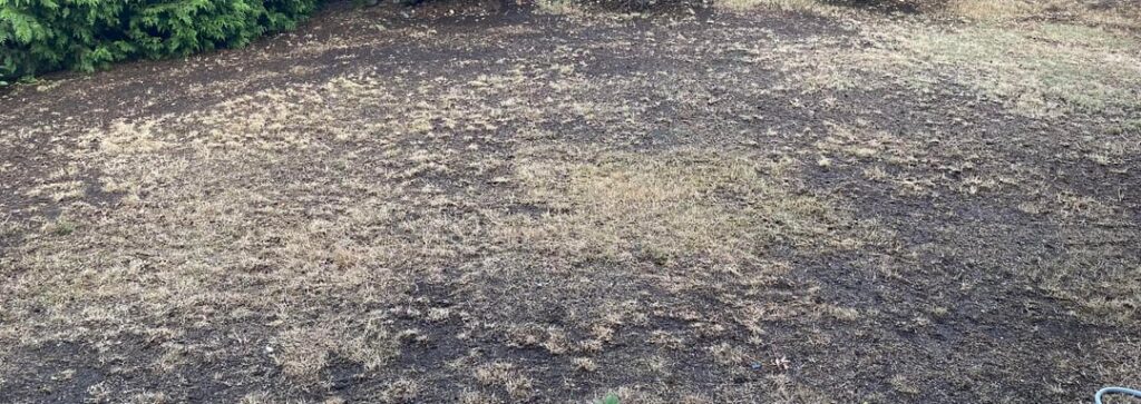 Lawn is Germinating! Lawn is Germinating!