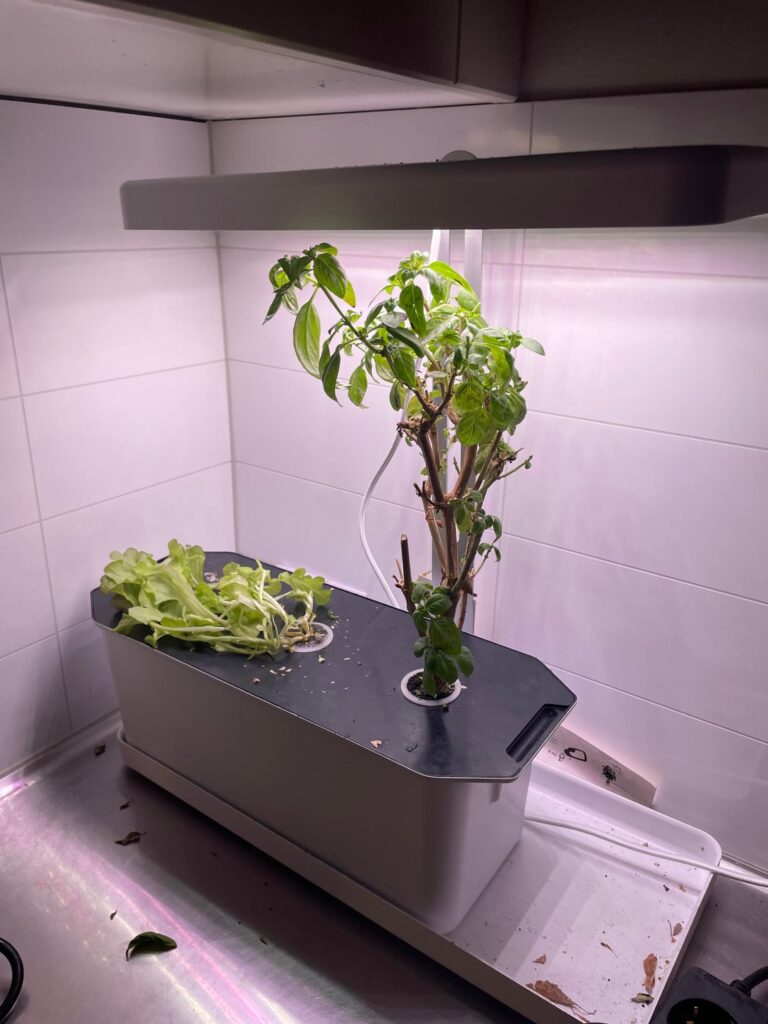 Throw away the basil?
