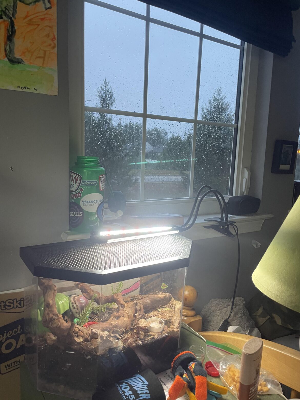 My terrarium