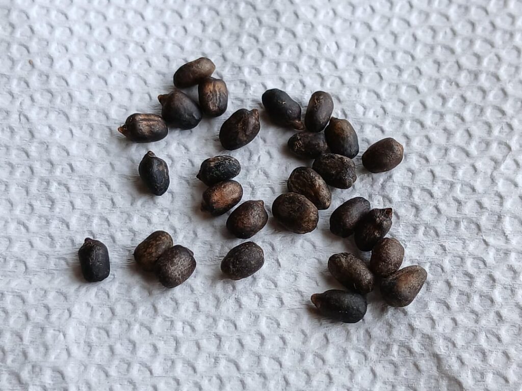 Selling germinating Amorphophallus declinatus seeds! Selling germinating Amorphophallus declinatus seeds!