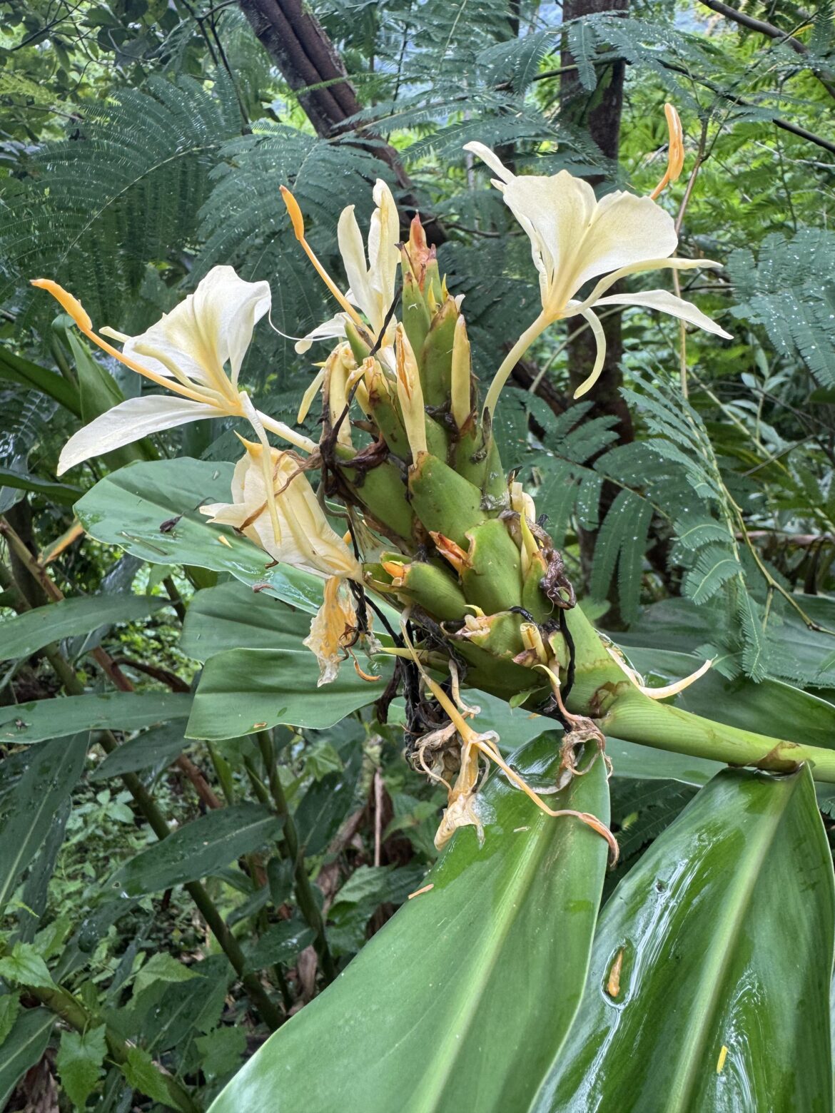 Found in the Blue Mountains, Jamaica