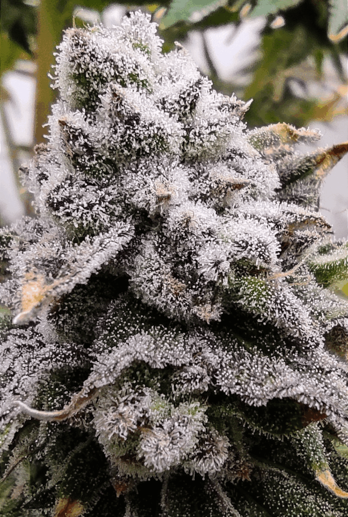 Tangerine Truffles from Kind'z Geneticz. All Organic Soilless Wick System