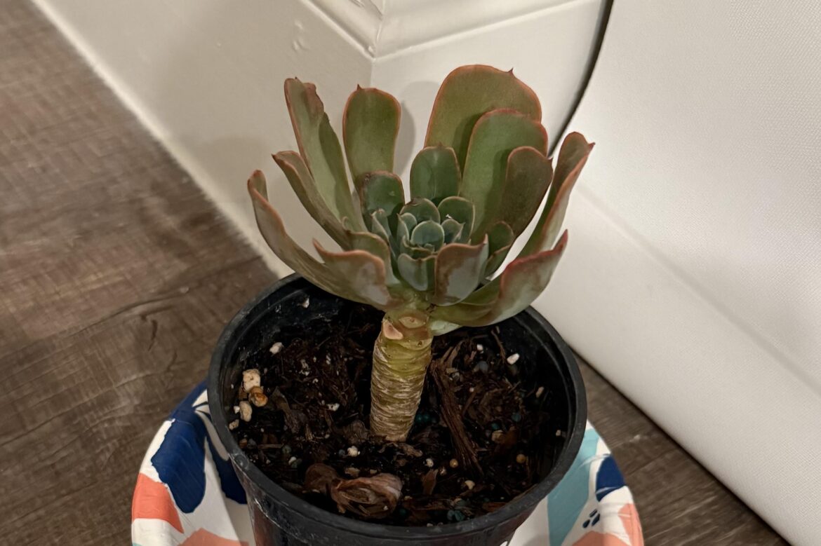 Identifying An Echeveria Cultivar