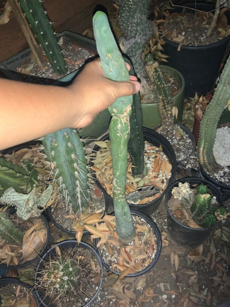 Update on the dicks from the floor.