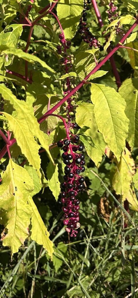 What are these delicious looking treats? Hopefully edible? SE Michigan