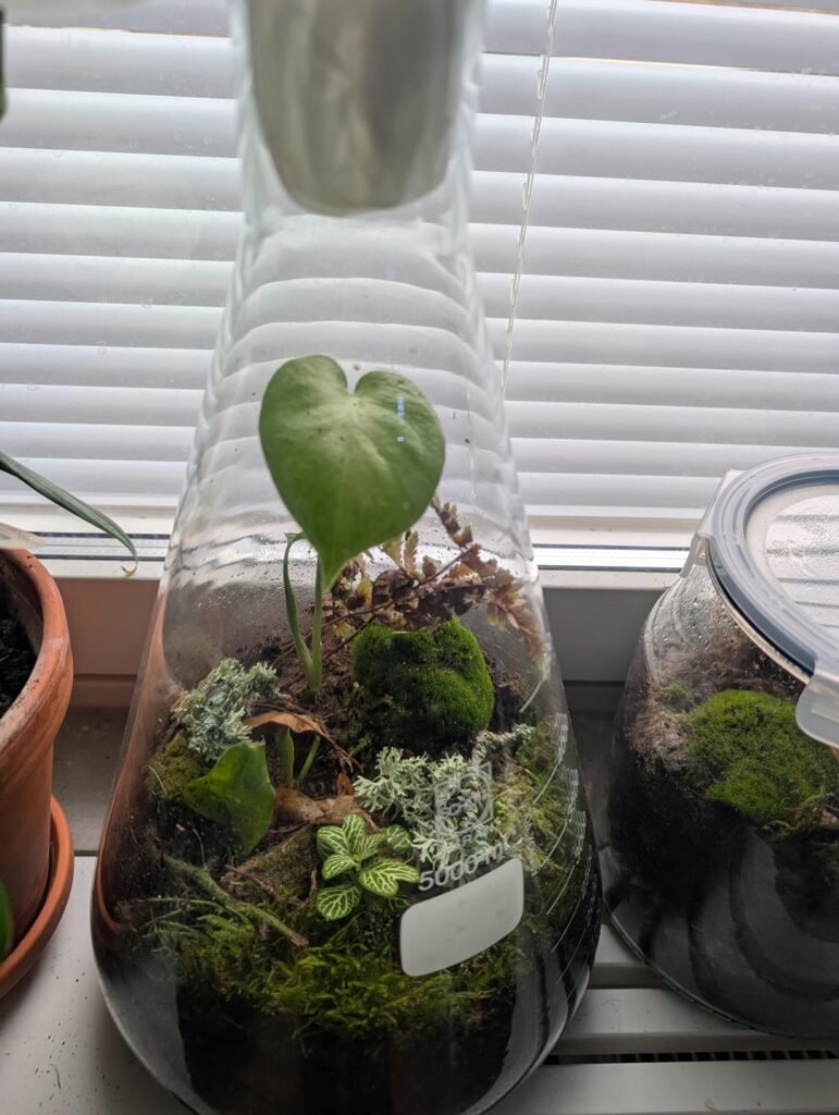 My first terrarium ☘️