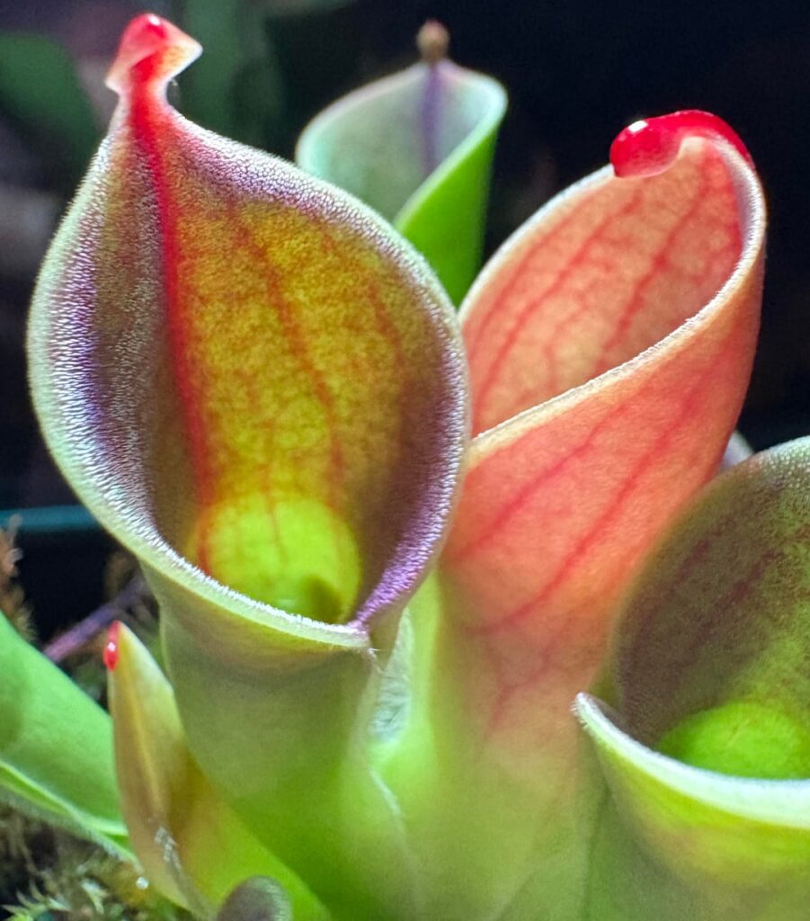 Heliamphora is thriving