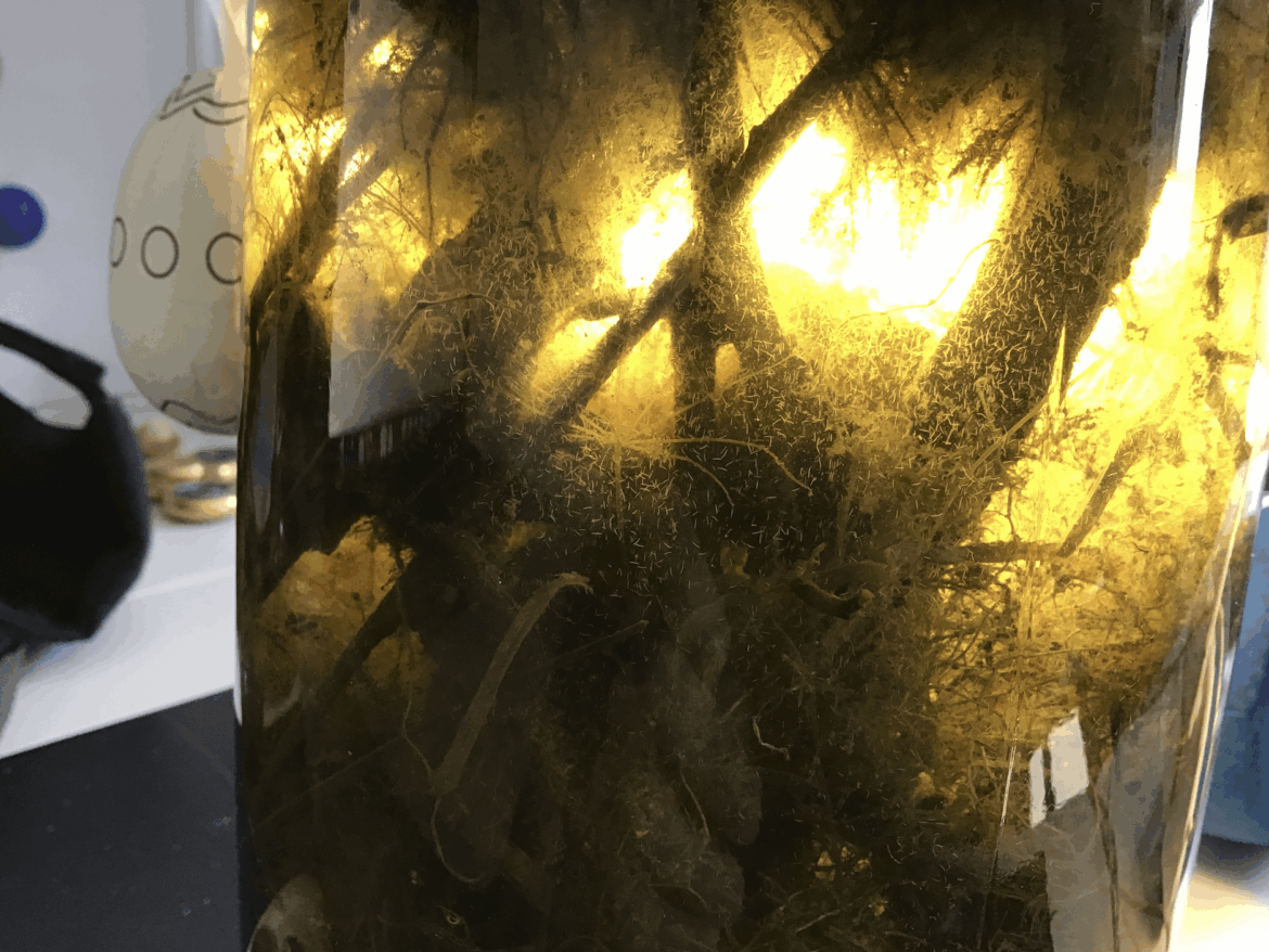 Oversized Green Hydras in my ecosphere