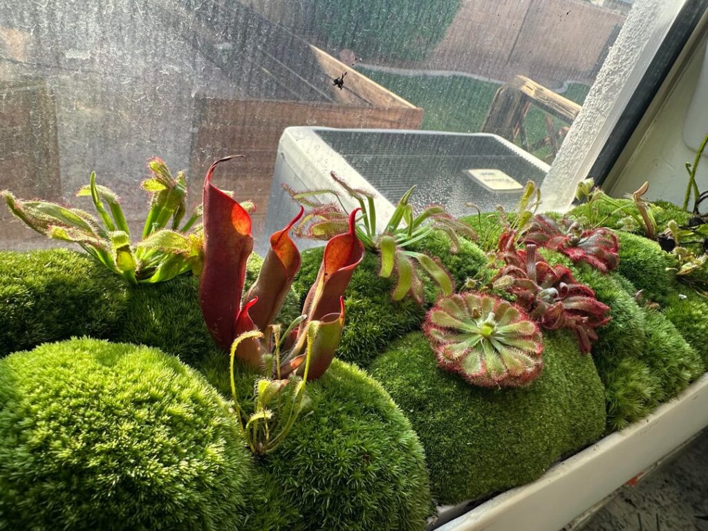 Carnivorous Windowsill Finished