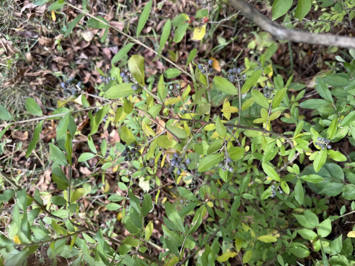 can someone please tell what these are and can i eat them?