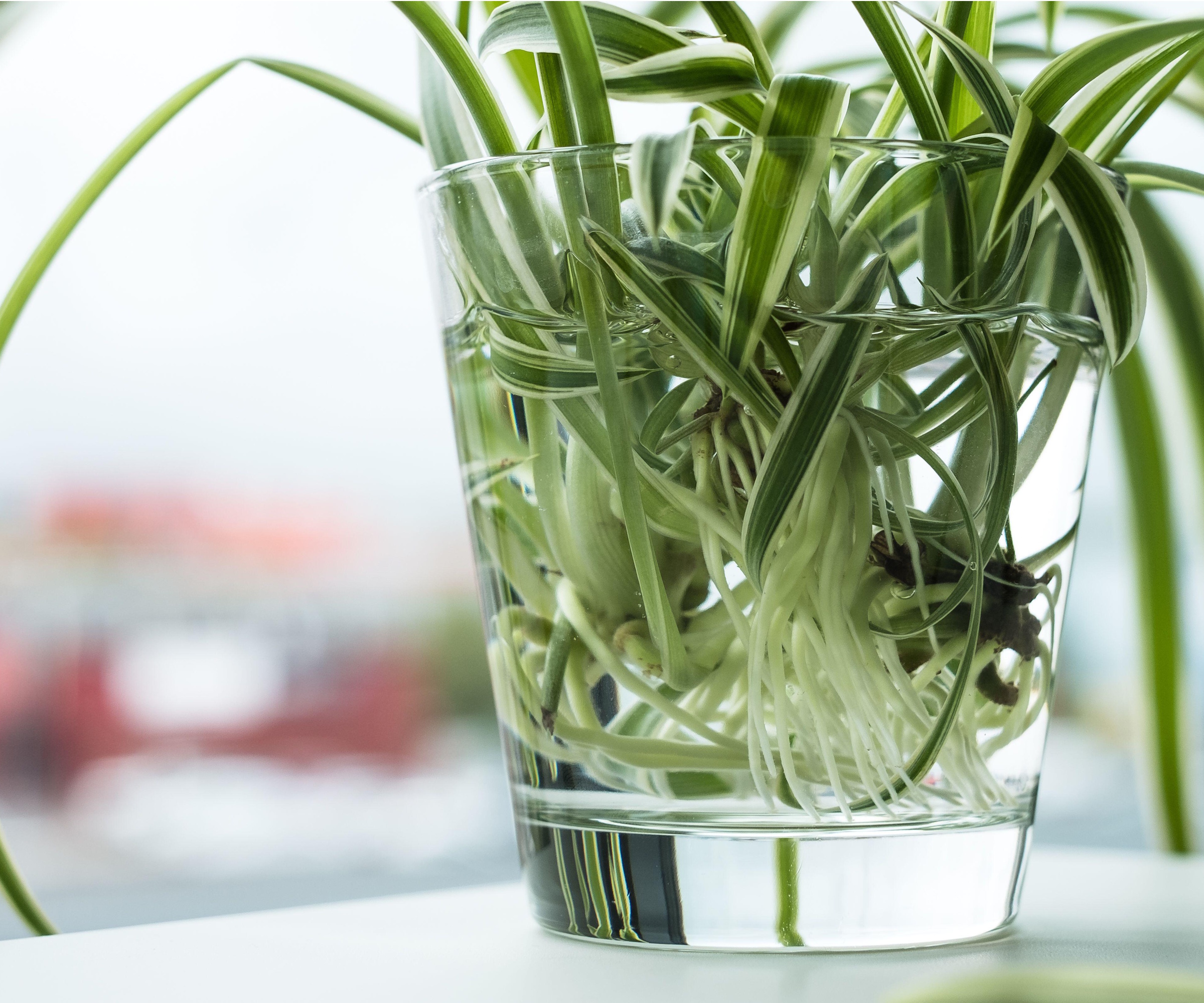 Spider plant in water