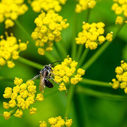 Outsidepride Zizia Aurea Golden Alexander Seeds - 1000 Pcs Perennial, Yellow Flowers, Branching Stems, Host Plant for Black Swallowtail, Full Sun to Partial Shade for Pollinator Gardens