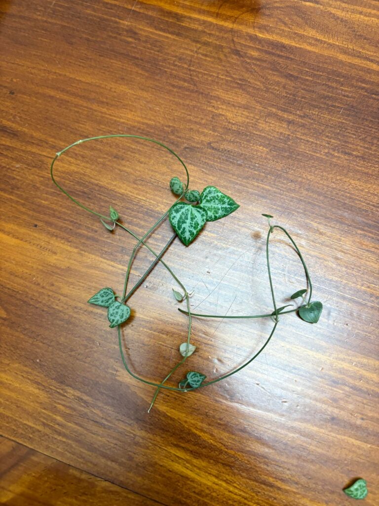 A friend gave me some cuttings