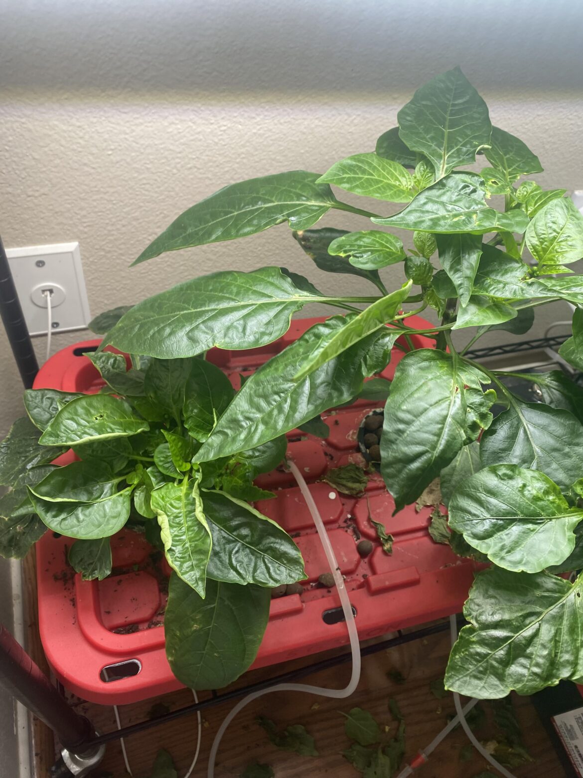 Why Do My Peppers Insist on Fruiting? Why Do My Peppers Insist on Fruiting?