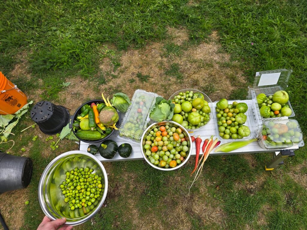 Last harvest of the season