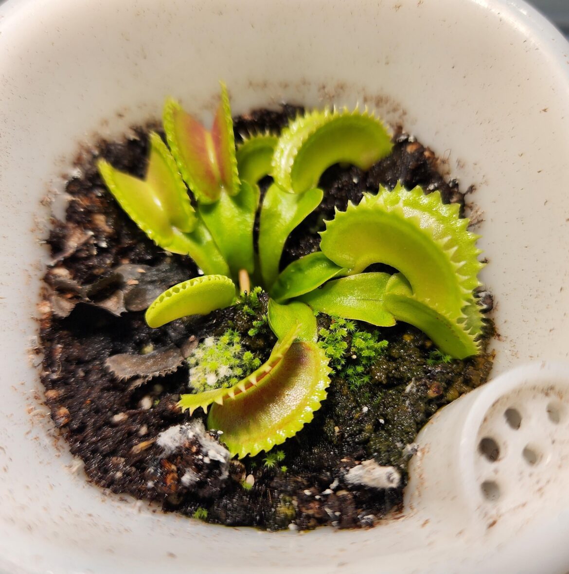 What are the little plants growing around the flytrap?