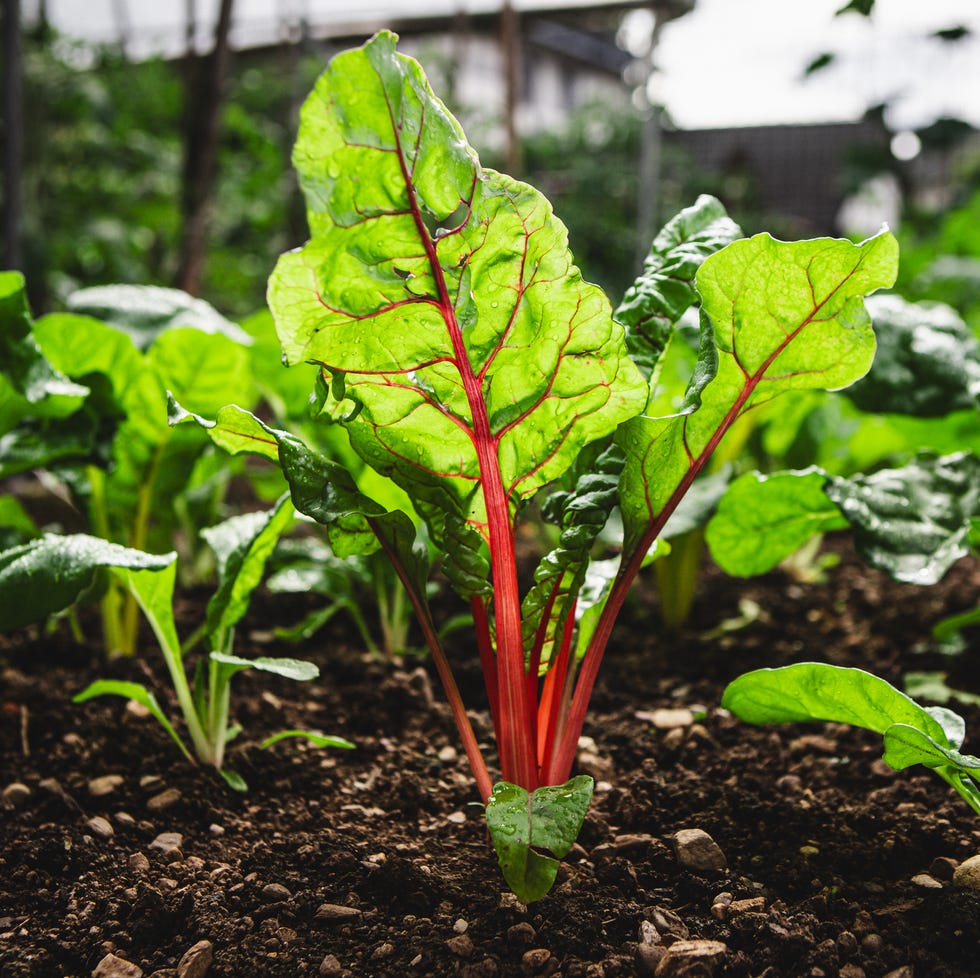 fall vegetable garden Swiss Chard fall vegetable garden swiss chard