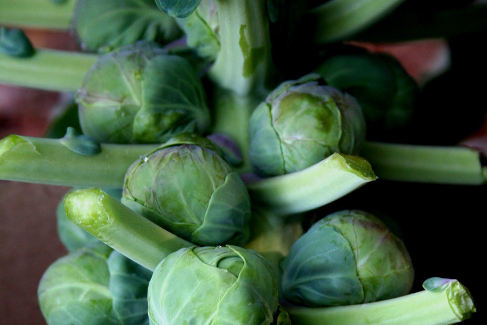 a brussels sprouts stalk